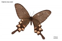 藏品(長尾麝鳳蝶)的圖片